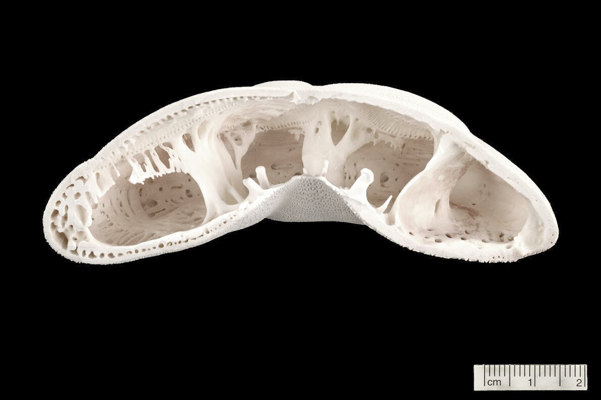 Process. Image © ICD/ITKE University of Stuttgart